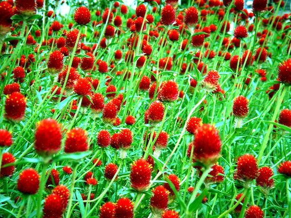 142590997_1178c8c32c_b \